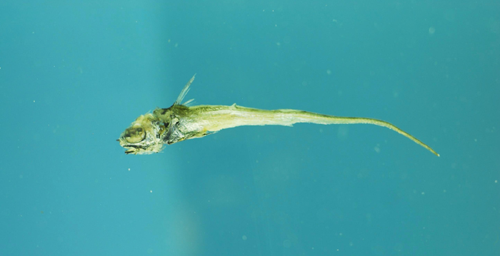 (Coryphaenoides Gunnerus, 1765) Род Корифеноидесы, Корифеноиды